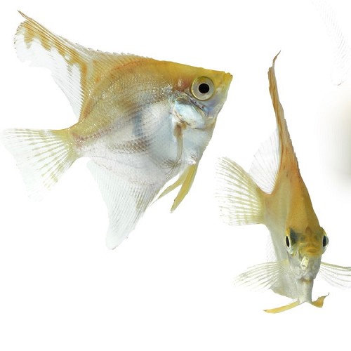 Pterophyllum scalare - Segelflosser gold M